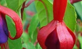 Fuchsie