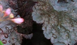 Purpurglöckchen