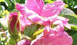 Hundsrose