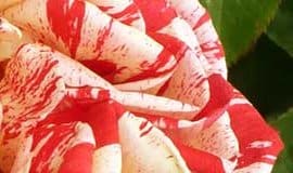 Gestreifte Rose