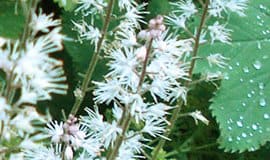 Schaumblüte